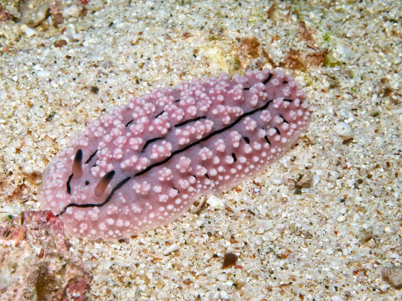 Wart slug, Batee Gla